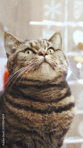 Cat looking up at the Christmas tree