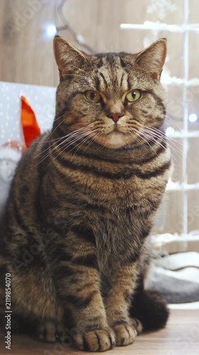 Grown up British cat sit in front a Christmas tree