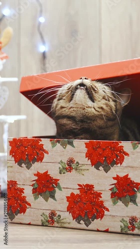 Cat get out of a Christmas box in slow motion