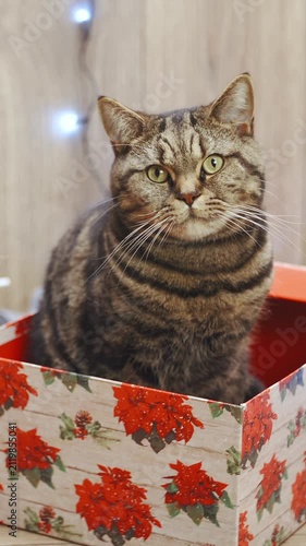 British tabby cat present for Christmas