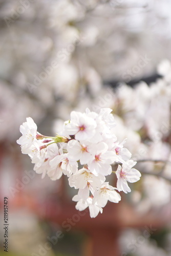 Foto cherry tree blossom