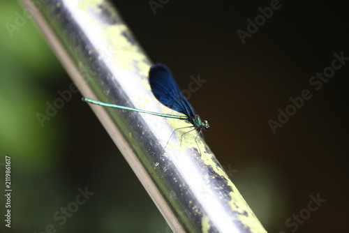 Fotografie Blue Winged Damselfly Rests on a Metal Railing.