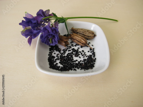 Black seeds from the columbine in a porcelain bowl with follicle fruits and flowers