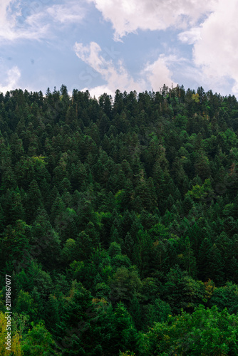 Фотография Bäume an einem Hügel im Sommer in den Vogesen - Frankreich
