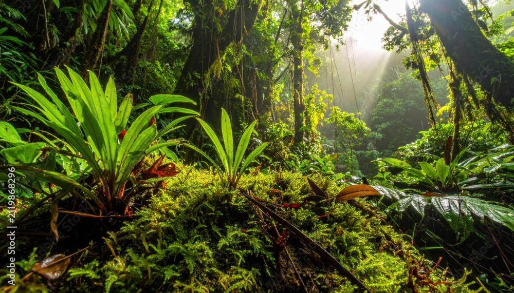 Naklejka premium Sunlight Piercing the Dense Rainforest Canopy Illuminating Lush Green Vegetation and Jungle Floor