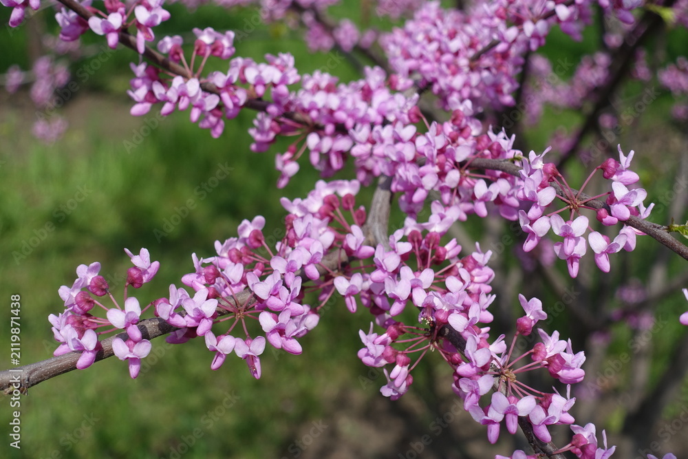 Fototapeta premium Profuse pink flowers of cercis canadensis in May