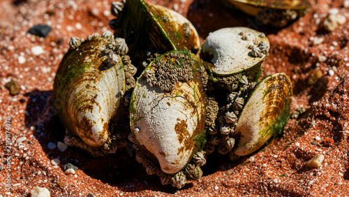 Sea shells covered in barnacles resting on vibrant red sand. Marine mollusks with algae growth on a coastal beach. Marine ecology concept, ideal for nature education and conservation marketing.