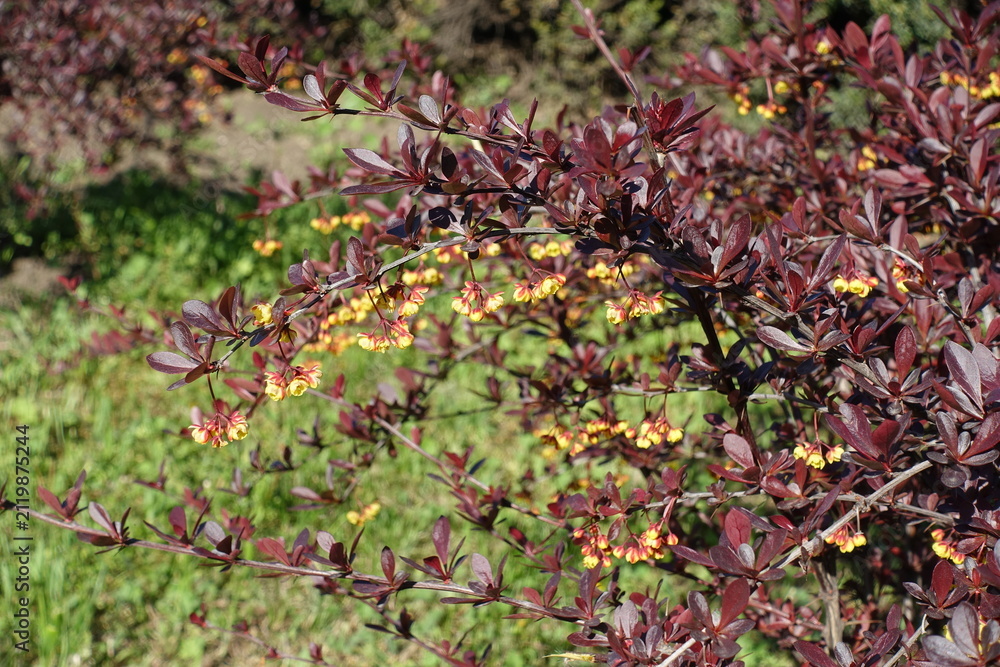 Fototapeta premium Branches of blossoming Berberis thunbergii atropurpurea in May