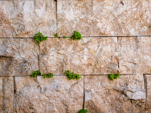 Old stone wall with green wild plants