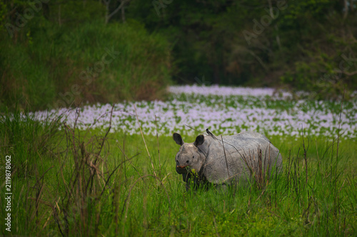 Картината върху платно An endangered Indian one-horned rhinoceros walking through wet grassland surrounded by blooming aquatic vegetation in Kaziranga National Park, Assam, India