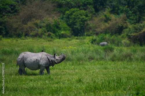 Картината върху платно An endangered Indian one-horned rhinoceros standing in open grassland inside Kaziranga National Park, Assam, India, with lush forest in the background