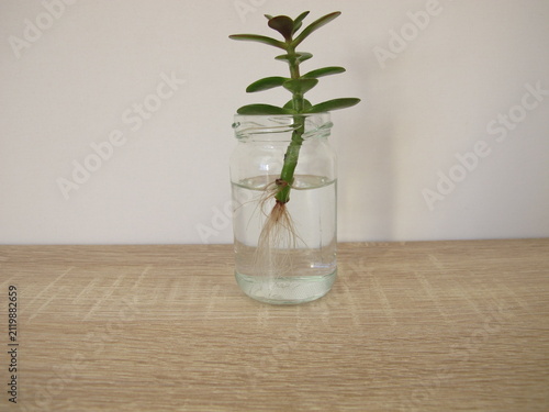 Money tree cutting with new roots in a glass of water