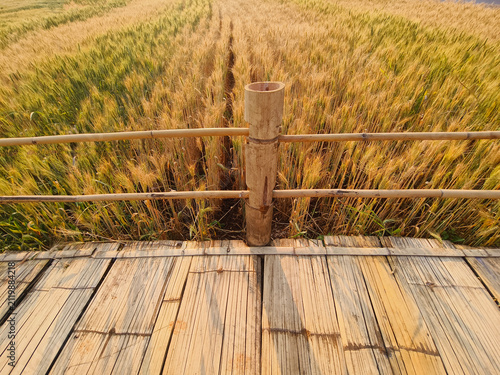 bamboo path top over cultivated growing barley plantation field.