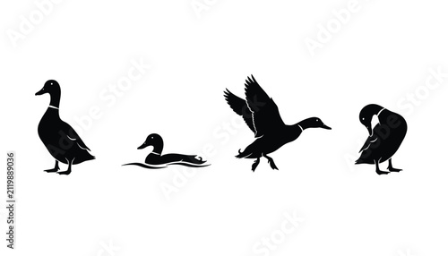 Four wild duck silhouettes in different natural poses including standing, swimming in water, flying, and preening.