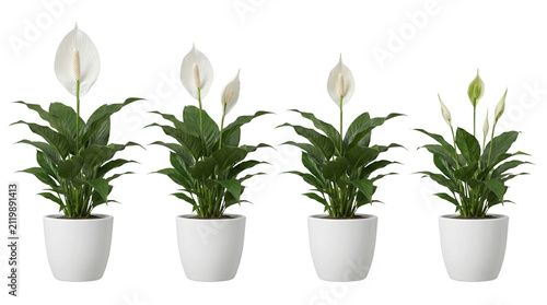 Row of four potted peace lily plants with white spathe flowers in white pots high quality 4K PNG image in white background