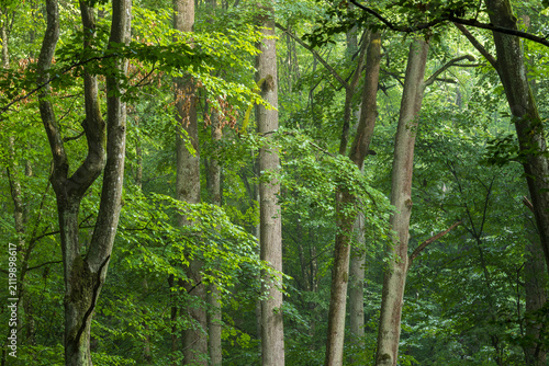 Bialowieza Forest showing ancient primeval tree canopy