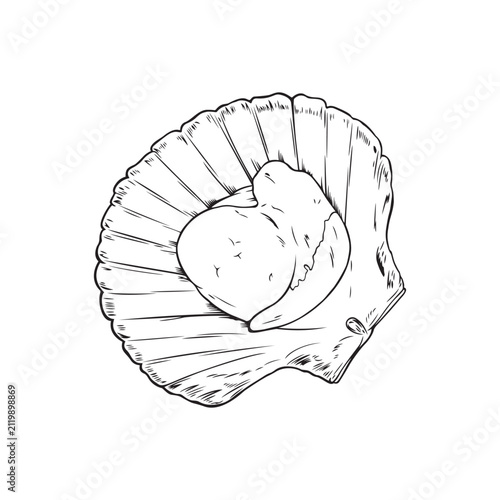 Vector black line illustration of an open scallop isolated on white background