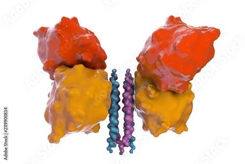 Obraz na plátne Newcastle disease virus haemagglutinin-neuraminidase protein, 3D illustration showing tetrameric surface glycoprotein with receptor-binding and neuraminidase domains