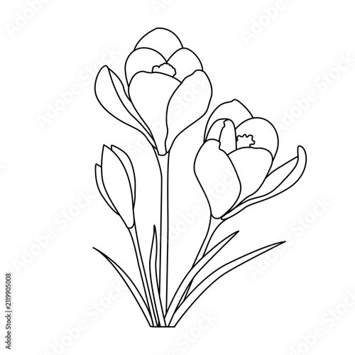 Black and white crocus flower line drawing with slender leaves. Elegant botanical illustration perfect for coloring, design, and educational use