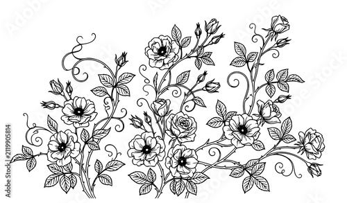 47. Vintage Floral Blossom Branch Line Art Botanical Vector Illustration Isolated on White Background