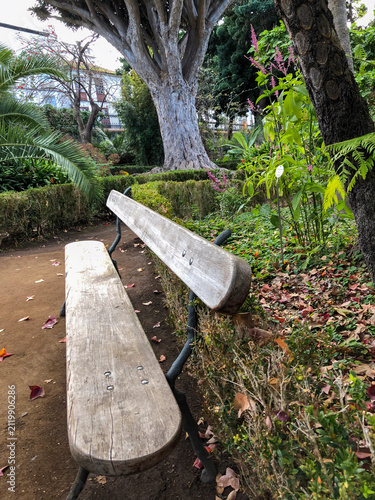 Empty wooden bench in a lush botanical garden on a sunny day