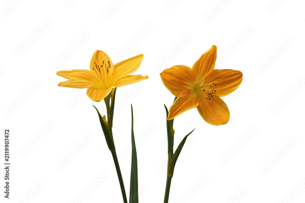 Obraz premium Pair of golden orange lily flowers isolated on transparent background