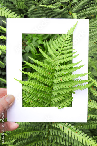 A fern leaf isolated in a white card frame in a garden setting in closeup