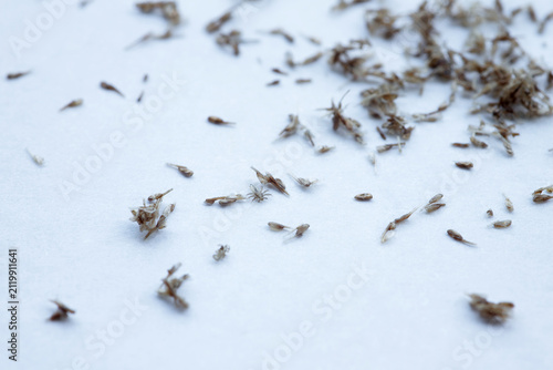 Close-up of numerous lice scattered on a white surface. 
