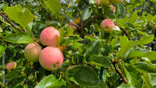   Apples on the apple tree after the rain 