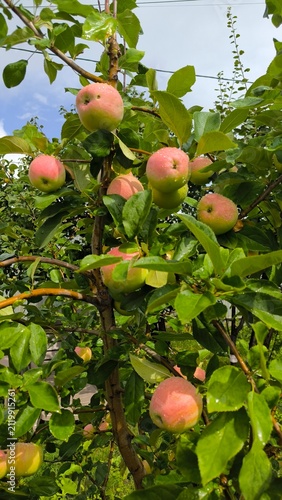 .Apples on the apple tree after the rain  