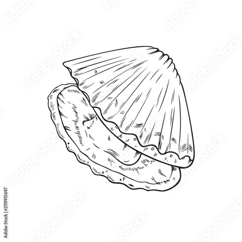 Vector black line illustration of a scallop isolated on white background