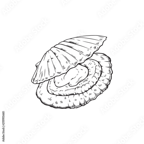 Vector black line illustration of a scallop isolated on white background