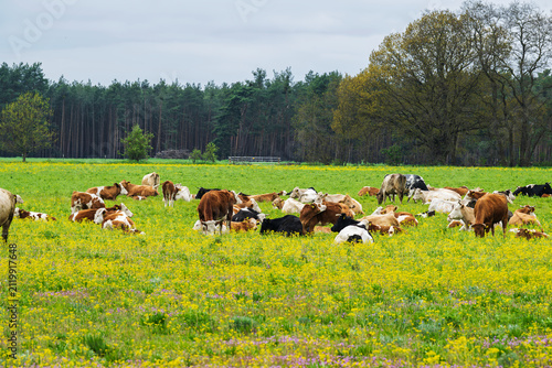 Kühe auf einer Weide im Spreewald