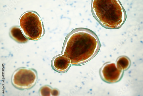 Cuadro en lienzo Cryptococcus neoformans, 3D illustration of encapsulated yeast cells with budding forms, opportunistic fungal pathogen associated with cryptococcosis and meningitis in immunocompromised patients