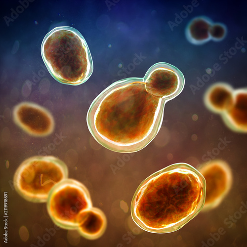 Fotografía Cryptococcus neoformans, 3D illustration of encapsulated yeast cells with budding forms, opportunistic fungal pathogen associated with cryptococcosis and meningitis in immunocompromised patients
