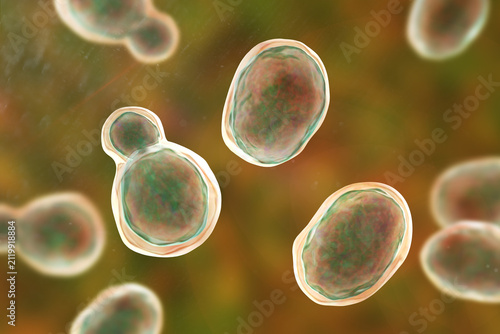 Cryptococcus neoformans, 3D illustration of encapsulated yeast cells with budding forms, opportunistic fungal pathogen associated with cryptococcosis and meningitis in immunocompromised patients.
