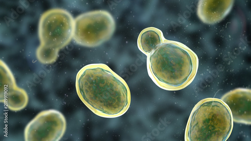 Obraz na plátně Cryptococcus neoformans, 3D illustration of encapsulated yeast cells with budding forms, opportunistic fungal pathogen associated with cryptococcosis and meningitis in immunocompromised patients