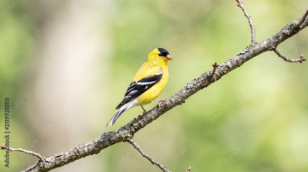 Obraz premium american goldfinch perched on a tree branch in spring nature