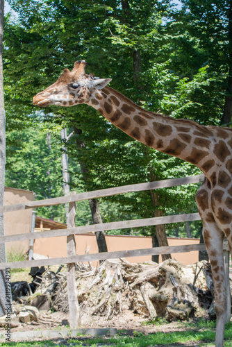 Photography Majestic giraffe standing in a lush, green forest enclosure on a sunny day