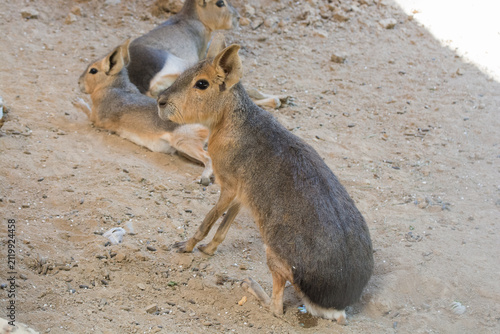 Canvas Print A group of Patagonian maras resting on a sandy surface in a sunlit area