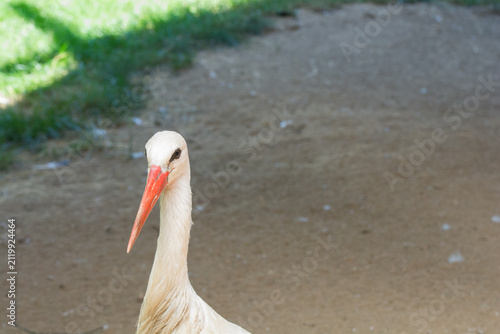 Obraz na płótnie A graceful white stork stands on a sandy path under the sunlight.