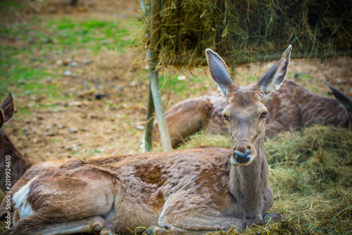 Принти на полотні Gentle deer resting on hay in a tranquil natural setting, showcasing grace and tranquility