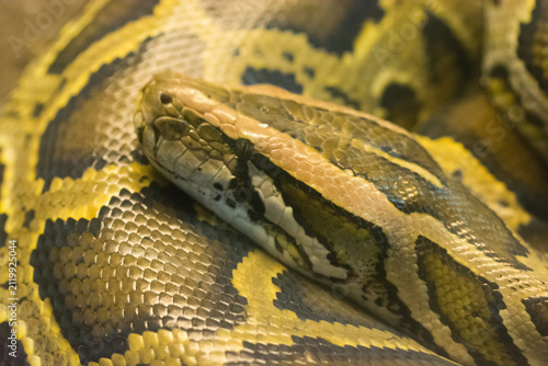 Fotografie Close-up view of a Burmese python with intricate yellow and brown patterns