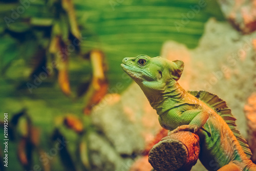 Vibrant green basilisk lizard perched on a branch in a lush tropical environment.