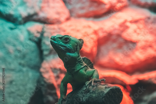 Obraz na plátne A vibrant green lizard basks under colorful lights against a rocky backdrop, embodying tranquility and mystery