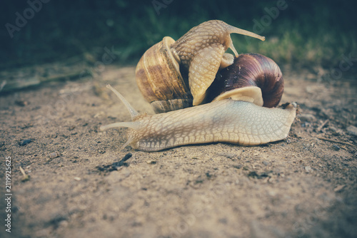 Foto Two snails meet on a dirt path, with shells gleaming in natural sunlight