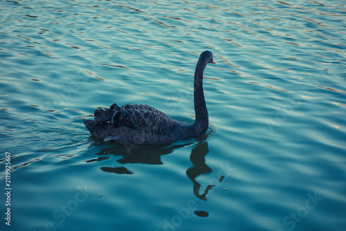 Fotografía A solitary black swan gracefully swims across a tranquil lake during a serene evening