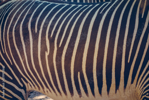 Foto Close-up of zebra's black and white stripes creating mesmerizing pattern