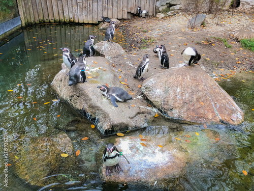 Foto Group of penguins gathered on rocks by the water in a zoo exhibit