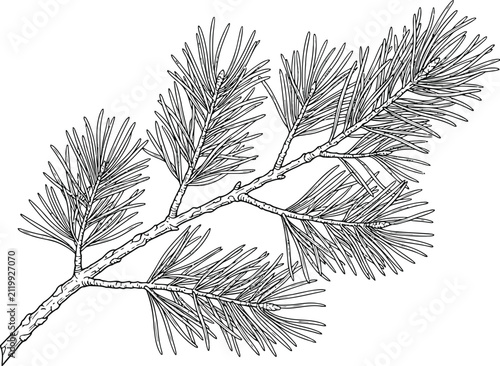 Detailed hand drawn ink illustration of a pine tree branch with needles for nature and forest themed designs